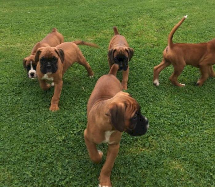 Adopcion De Bebes Boxer Machos Y Hembras Bayamon Puerto Rico Perros En Adopcion