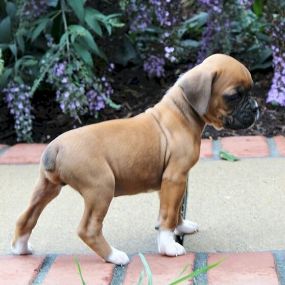 Boxer Bebes Marrones A La Venta Salt Lake City Utah Venta De Perros