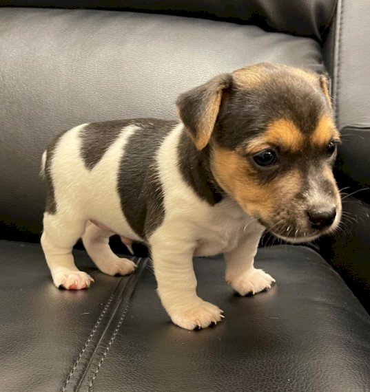 Jack Russell Terrier Bebe Mini A Buen Precio De Venta Bradenton Florida Venta De Perros