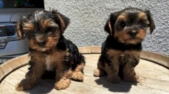 Cachorros yorkshire terrier mini toy de 3 meses en adopcion gratis