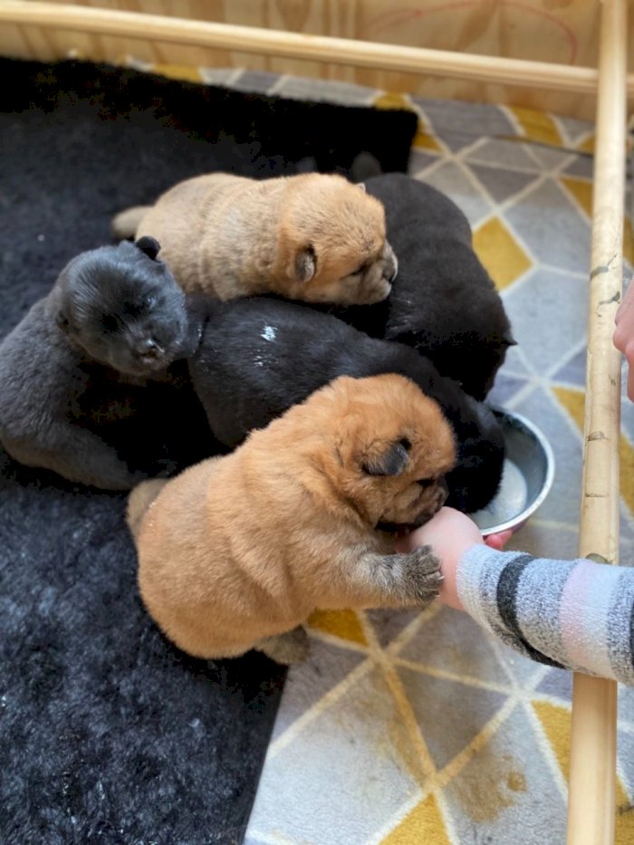 Cachorros Chow Chow Cafe Con Negro En Venta Al Mejor Precio Jackson Mississipi Perros En Adopcion