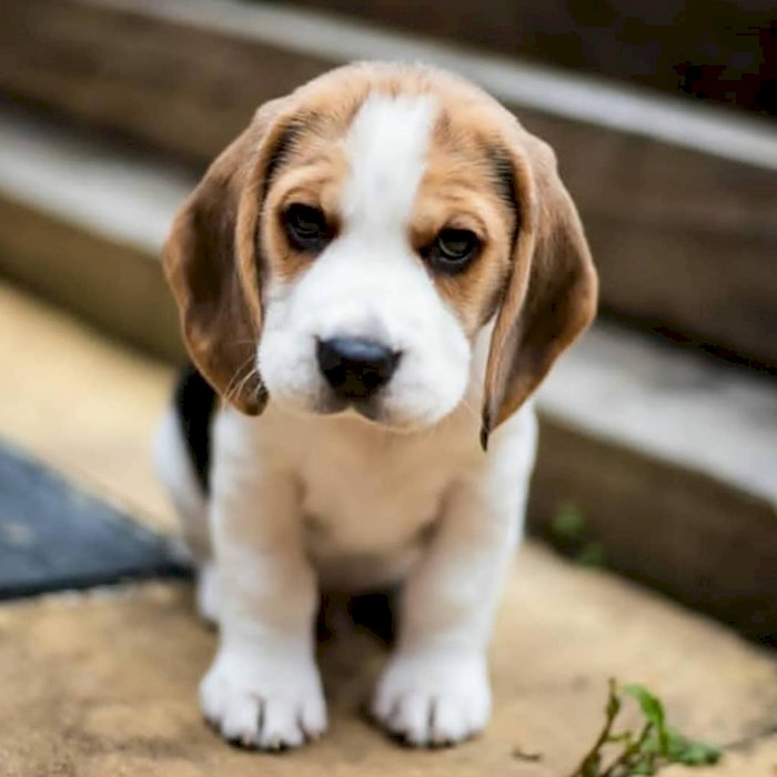 Cachorros Beagle Bebe Recien Nacidos En Adopcion Gratis Atlanta Georgia Perros En Adopcion