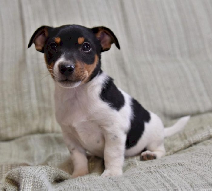 Jack Russell Terrier Bebe De 3 Meses Pelo Corto A Buen Precio De Venta Little Rock Arkansas Venta De Perros