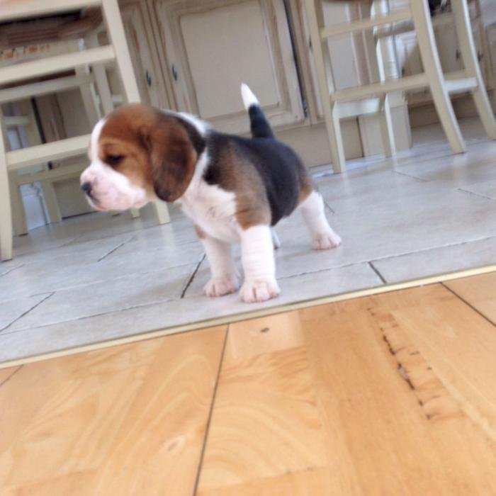 Beagle Bebe Recien Nacido Blanco Con Negro A Buen Precio De Venta Burlington Vermont Venta De Perros