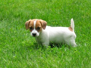 Jack russell terrier de pura raza cachorro y adulto en venta
