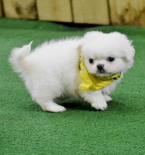 Pekines cachorros blanco akc con 2 meses en adopcion