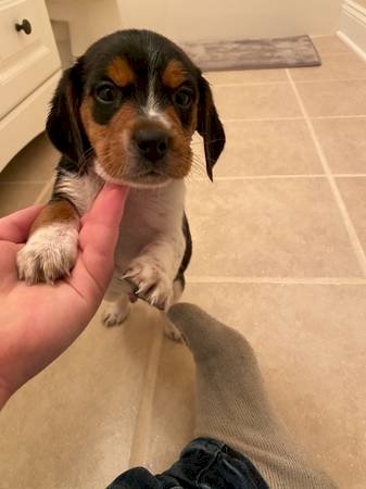 Beagle Bebes Recien Nacidos En Venta Indianapolis Indiana Venta De Perros