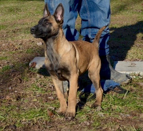 Pastor Belga Malinois Bebe Original En Adopcion Gratis Armed Forces Armed Forces Perros En Adopcion