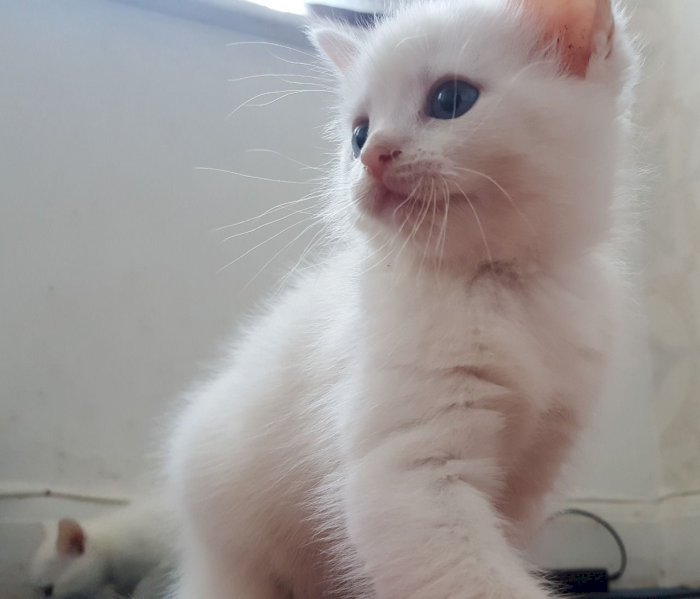 Gato angora blanco de raza disponible para comprar a buen precio