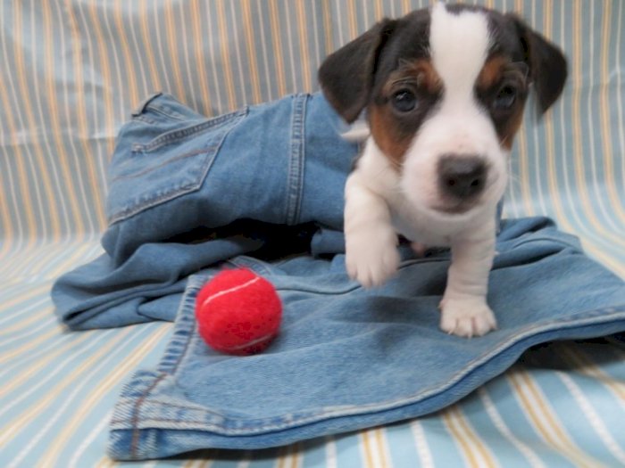 Jack Russell Terrier Bebe Color Blanco Y Negro En Venta Precio Asequible Indianapolis Indiana Venta De Perros