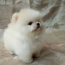 Pomerania Bebe Blanco De Raza En Venta Al Mejor Precio Cadwell Idaho Venta De Perros