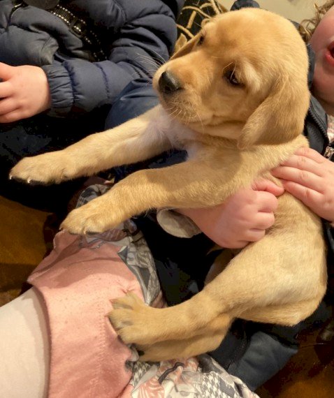 Labrador Retriever Golden Bebe De 4 Meses A Buen Precio De Venta Escondido California Venta De Perros