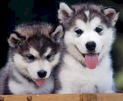 Cachorros husky siberiano gris con blanco macho y hembra de raza en venta al mejor precio