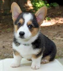 Welsh Corgi Bebe De Raza Pura Negro A Precio Economico De Venta Hammond Louisiana Venta De Perros