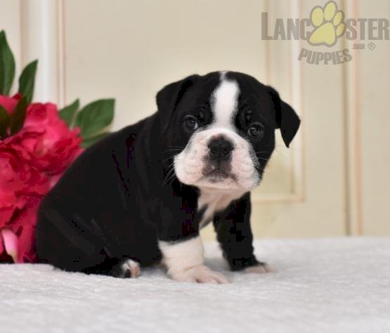 Venta De Bulldog Ingles Bebe Recien Nacido Negro Precio Asequible Brandon Florida Venta De Perros