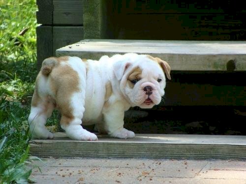 Pequeno Bulldog Ingles Bebe De 3 Meses Al Mejor Precio De Venta Fresno California Venta De Perros