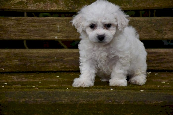 Bichon Frise Bebe Hembra En Adopcion Caguas Puerto Rico Perros En Adopcion