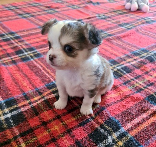 Chihuahua Bebe Pelo Largo Blanco En Venta Vega Baja Puerto Rico Venta De Perros