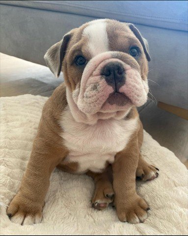 Bulldog Ingles Bebe De 2 Meses Blanco Y Cafe A Buen Precio De Venta Vega Baja Puerto Rico Venta De Perros