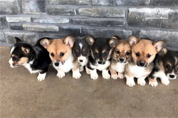 Hermosos Cachorros De Corgi Corgi Americano Blanco Y Negro Para Adoptar Brighton Colorado Perros En Adopcion