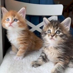 Hermosos gatitos de maine coon blancos y marron