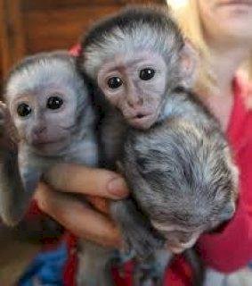 Venta monos capuchinos color marrón a buen precio