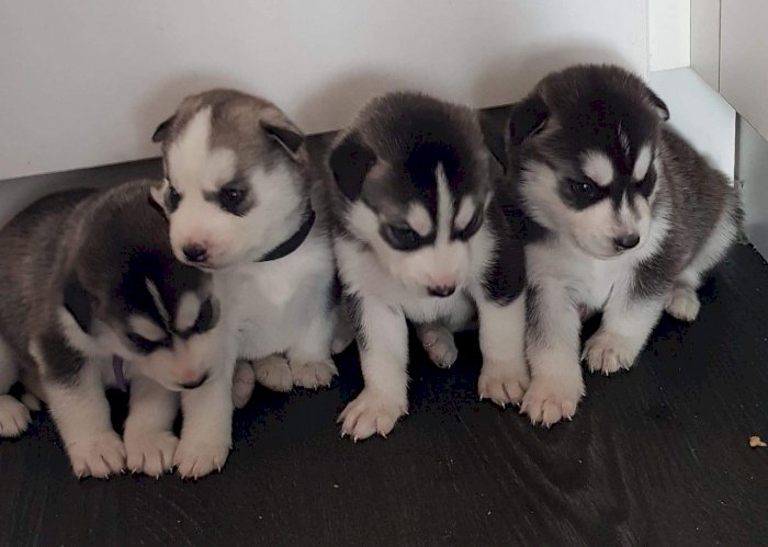 Husky siberiano cachorros grises de 2 meses en adopcion