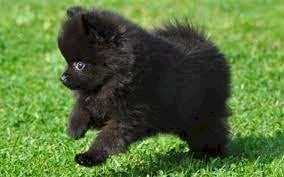 Cachorro pomerania negro disponible para la venta