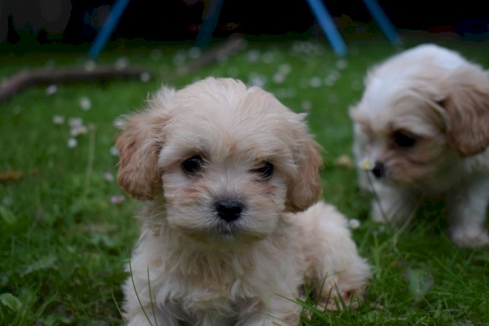 Cachorros cavapoo de raza perros para adopcion precio de rehoming