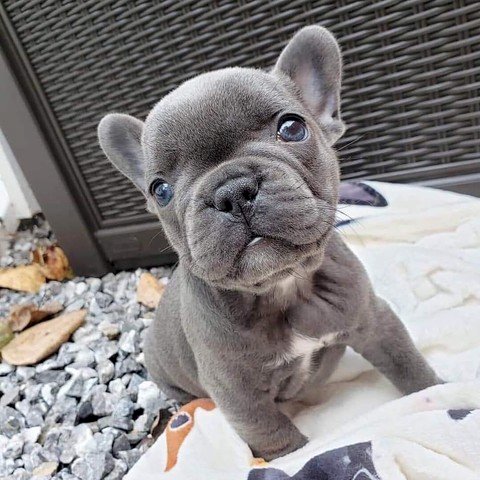 Bulldog francés bebe blue merle en adopcion