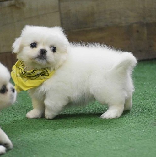 Cachorros pekines albino de pura raza en adopcion