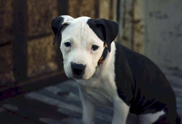 Cachorro Pitbull Negro Con Blanco Disponible Para Comprar A Un Precio Asequible Baton Rouge Louisiana Venta De Perros