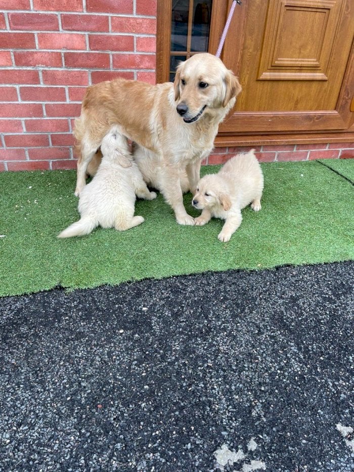 Golden Retriever Bebe Sin Precio En Adopcion Oklahoma City Oklahoma Perros En Adopcion