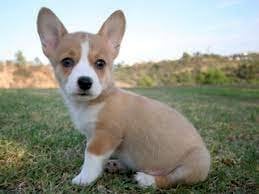 Perro Welsh Corgi Pembroke Bebe De 3 Meses A Buen Precio En Venta Burlington North Carolina Venta De Perros