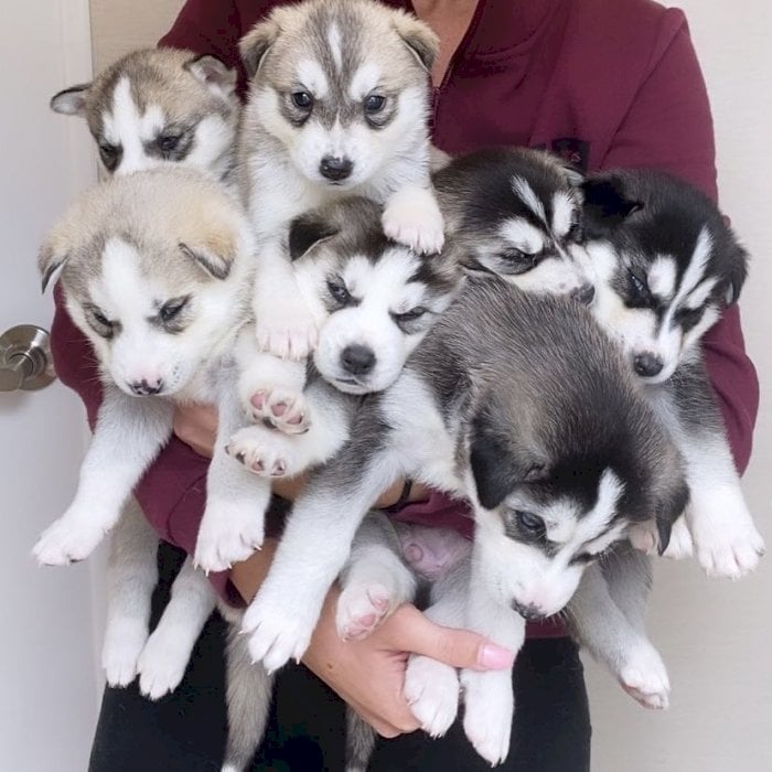 Husky Siberiano Negro Bebe Macho Y Hembra De Raza Para Comprar A Precio Economico New York City New York Venta De Perros