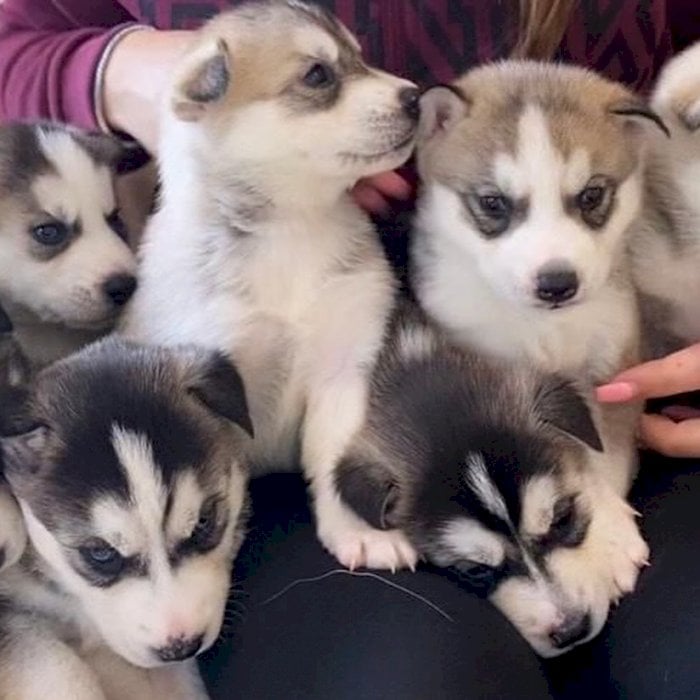 Husky Siberiano Negro Bebe Macho Y Hembra De Raza Para Comprar A Precio Economico New York City New York Venta De Perros