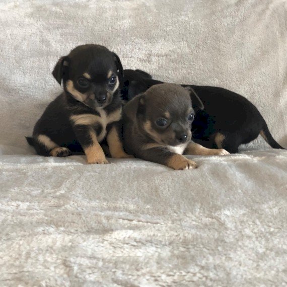 Hermosos Chihuahua Bebes Recien Nacidos Color Gris Y Negro En Venta Carolina Puerto Rico Venta De Perros