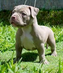 Perros Bully Bebe De Raza En Venta Para Comprar Al Mejor Precio Baltimore Maryland Venta De Perros