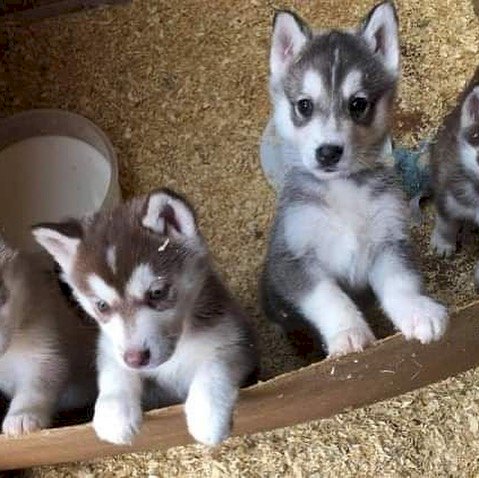 Husky Siberiano Bebe A Precio Rebajado Color Blanco Con Gris Elgin Iilinois Venta De Perros