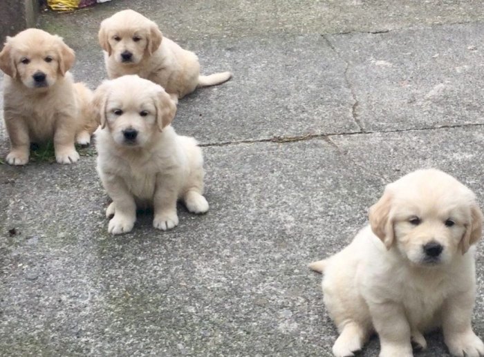 Golden Retriever Bebes Color Blanco Listos Para Adopcion Gratis Hatillo Puerto Rico Perros En Adopcion