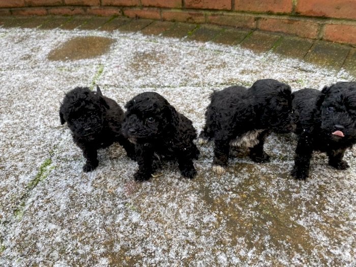 Cachorros Poodle Mini Toy Color Negro Disponibles En Adopcion Omaha Nebraska Perros En Adopcion