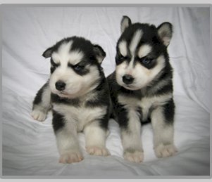 Cachorros de husky siberiano macho y hembra registrados en venta