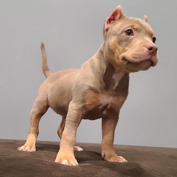 Pitbull Americano En Venta Cafe Y Gris Richmond California Venta De Perros