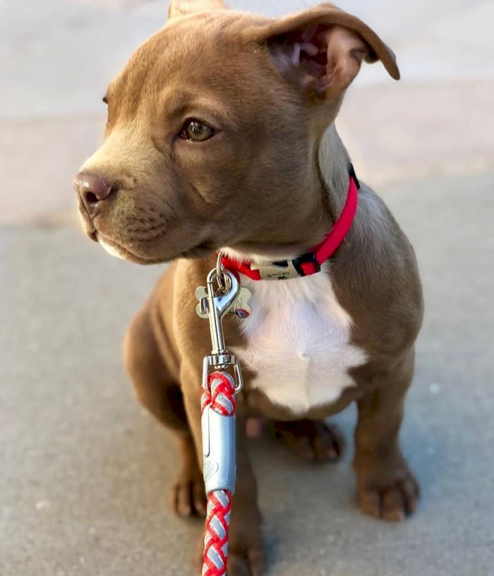 Pitbull Americano En Venta Cafe Y Gris Richmond California Venta De Perros