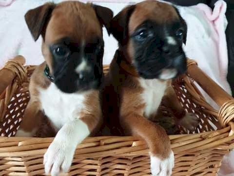 Boxer Bebes Atigrados Machos Y Hembras En Venta Edmonton Canada Venta De Perros