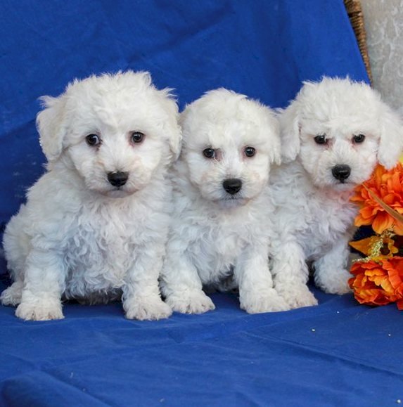 Cachorros bichon frise blanco gratis para adopcion