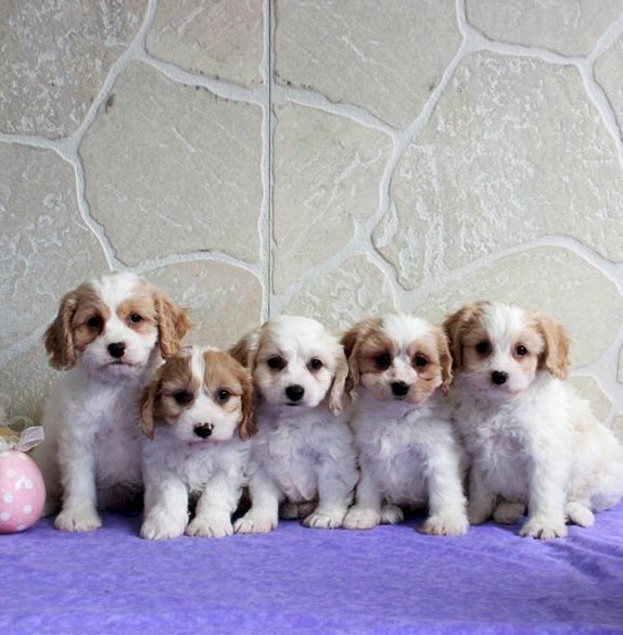 Perros cavachon mini de raza bebes blanco disponible en adopcion