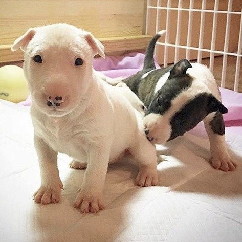 Bull Terrier Bebes Blanco Y Negro A Precio Economico En Venta Carolina Puerto Rico Venta De Perros