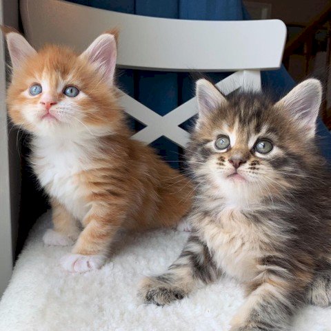 Gatitos Bebes Maine Coon Blanco Con Amarillo Y Gris A Buen Precio En Venta Carolina Puerto Rico Gatos En Venta