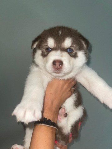 Cachorro Husky Siberiano Blanco Con Cafe Ojos Azules En Venta Carolina Puerto Rico Venta De Perros